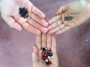 Open hands holding seeds.