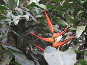 Bird of Paradise flower